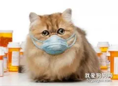 猫打喷嚏吃什么药？ 猫打喷嚏解决办法