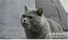 蓝猫配猫注意事项