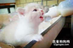 小猫出生后不会吃奶怎么办？