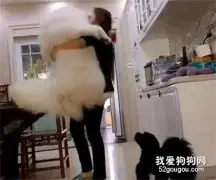 萨摩耶好几天没见到女主人，结果一见面差点把她压进了医院......