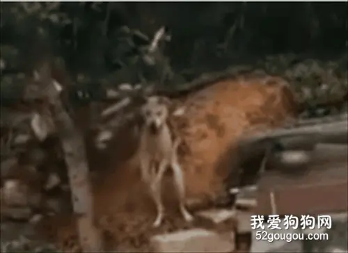 亲眼目睹同伴遇难，狗狗疯狂摆手：求你们放过它吧