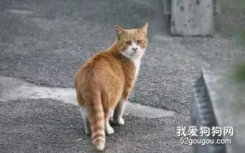 “好心人”不断救助流浪猫，但猫均短时间离去，原因竟是....