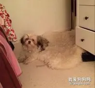 一个可怕的事实——泰迪是从毯子上长出来的！