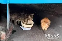 喂流浪猫的网友发现猫碗下压着一张纸条，以为有人投诉，没想到...