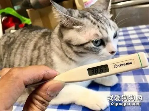 养猫多年最后发现猫竟可以帮自己请假，原来还有这种操作...