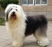 英国古代牧羊犬怎么护理 古牧日常护理内容