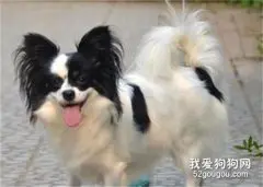 蝴蝶犬吃什么狗粮好 蝴蝶犬狗粮挑选技巧