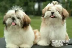 西施犬怎么洗澡 西施犬洗澡方法