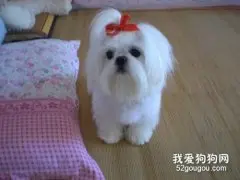 西施犬怎么美容 西施犬美容方法