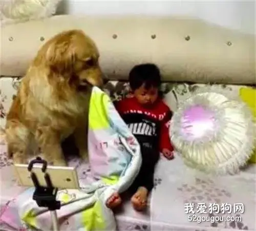见小主人睡着，这只大金毛居然这样做……