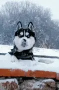 冰天雪地里本以为二哈智商能解锁，没想到的是...
