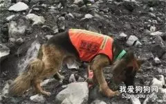 英雄搜救犬“战神”：走出国门，13年救了34条生命！