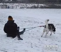 网友带哈士奇去滑雪，没想到差点被送进了医院，好惨！