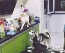 网友半夜发现猫咪偷吃零食，可没想到主犯居然是哈士奇，笑喷了！