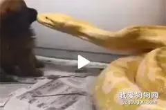 领养100只流浪狗只为做蟒蛇的食物