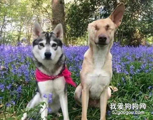 拥有25万粉丝的“狗界网红”，竟有如此凄惨的过去