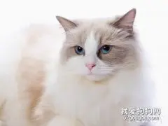 猫咪必备应急药 这些药你都准备了吗？