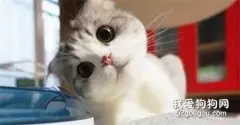 猫咪哪种情况要外驱虫?