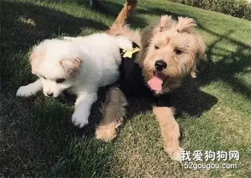 Ta不爱我了，我要把她送给我的狗丢掉！