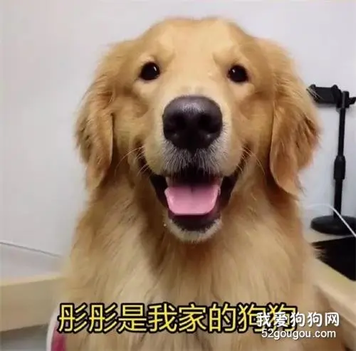 养狗之后，看到爸妈的微信名，网友哭了...