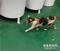 小老鼠被猫捉到，本以为死路一条，结果…令人大跌眼镜！