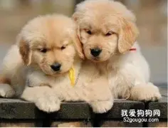 狗狗异食癖的原因表现和治疗