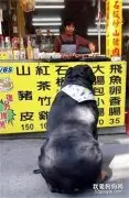 狗子坐在摊位前不肯走，老板娘一边工作一边笑：山猪有这种颜色的吗！