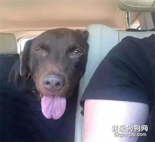 本来只打算领养一只狗，可回来的时候，车里坐满了...