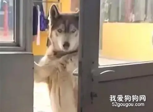 二哈隔窗发现主人在偷吃，它的举动...成精了！