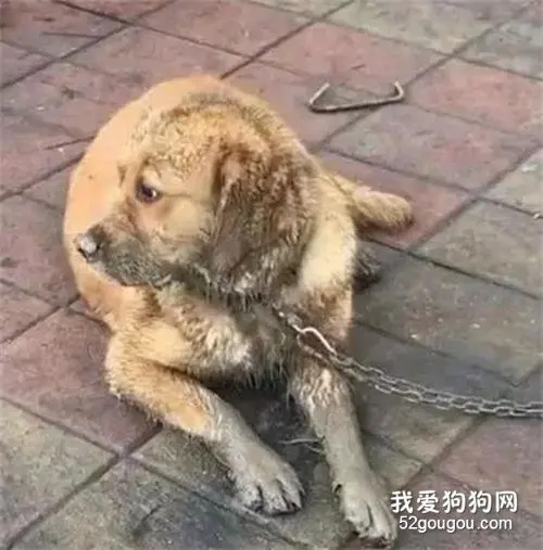 金毛被狗贩子拐走，数天竟自己跑回，主人一看差点哭瞎……