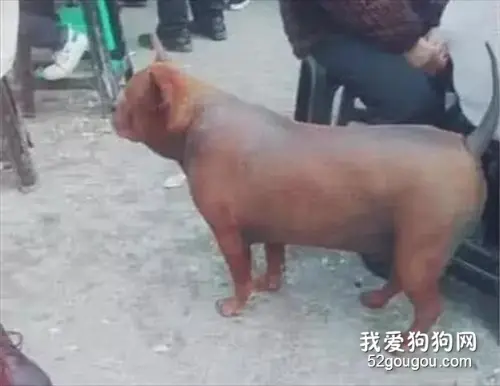路边偶遇一只“脆皮狗”，外焦里嫩，狗狗动起来让人无法直视