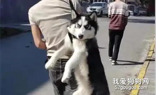 哈士奇出门后不肯回家，于是网友这样对它，太心疼狗了！