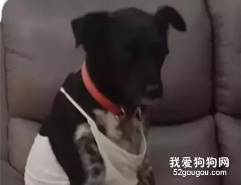 奶奶送给狗子一件性感吊带，穿上后...笑到肝疼
