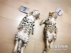这两只猫睡觉的亚子，像极了刚刚血拼完的你…