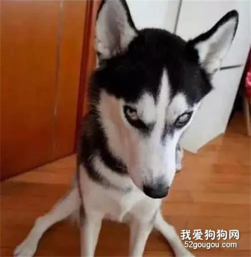 妹子500买了只哈士奇，还送了个平底锅，结果回家后...太惨了！
