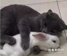 主人带回只小白兔，没想却被蓝猫一眼相中，做出的举动笑哭主人