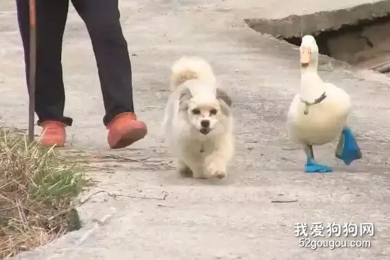鸭子迷上单亲狗妈妈，脚掌磨破了仍追着不放：是真爱了！