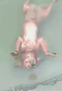 狗子游泳把自己成功作死，正准备哭，它居然...