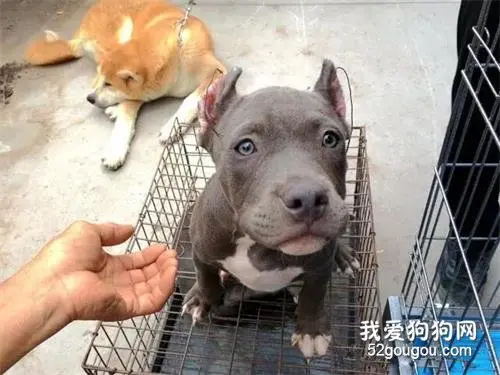 把狗狗的耳朵残忍剪掉，竟然只是为了让它变得好看？