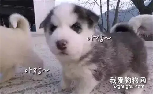 网友家的狗子意外怀孕，结果生下了宝宝后，铲屎官：我要炖了隔壁二哈！