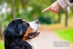 如何训练狗狗听令吠叫、停止？