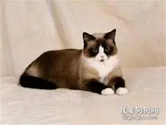 雪鞋猫和布偶猫的区别有哪些？