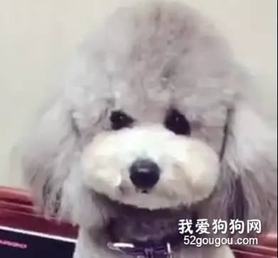 泰迪不配合，主人拿出一把刀之后。。。