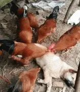 狗子睡觉被一群鸡盯上，它们居然对它做这种服务...