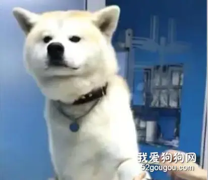 主人带着狗狗去抽血，狗狗不屑的看了医生一眼，淡定的抬起了腿……