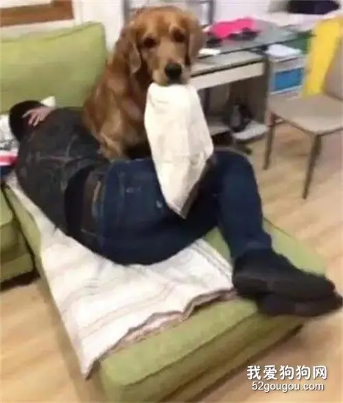 金毛暖心帮主人叼来被子盖上，可仔细一看被子笑喷了.....