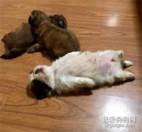这只小狗靠睡姿C位出道，没想到长大后，可爱得更过分！