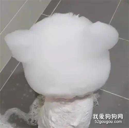 看一只狗洗澡的样子，竟然给看饿了！