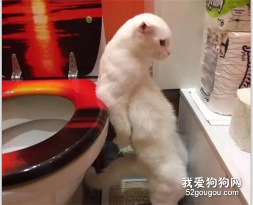 网友拍到家里猫站着拉屎，可牛B坏了，网友们也不淡定了...