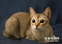 新加坡猫好养吗 新加坡猫喂养知识